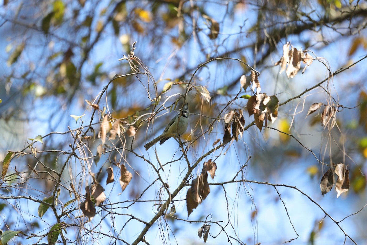 Bridled Titmouse - ML614159403