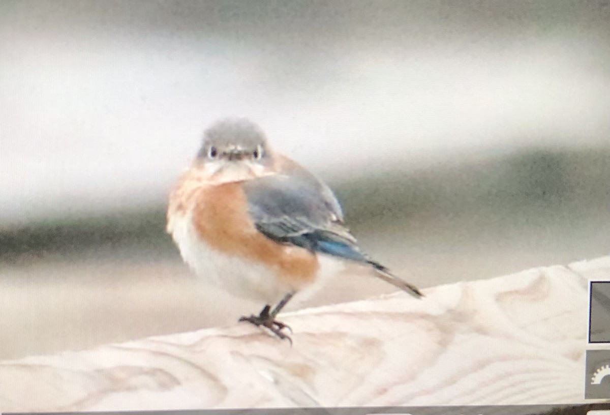 Eastern Bluebird - ML614159434