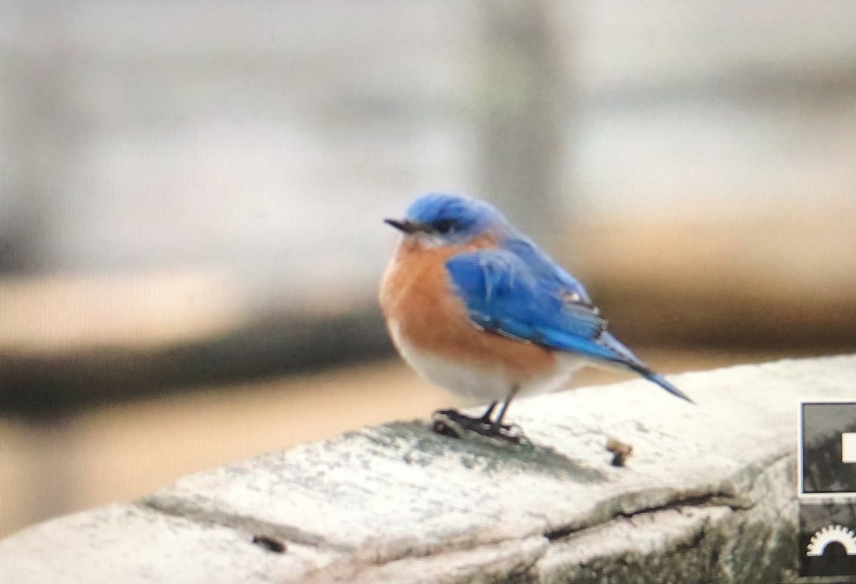 Eastern Bluebird - ML614159438