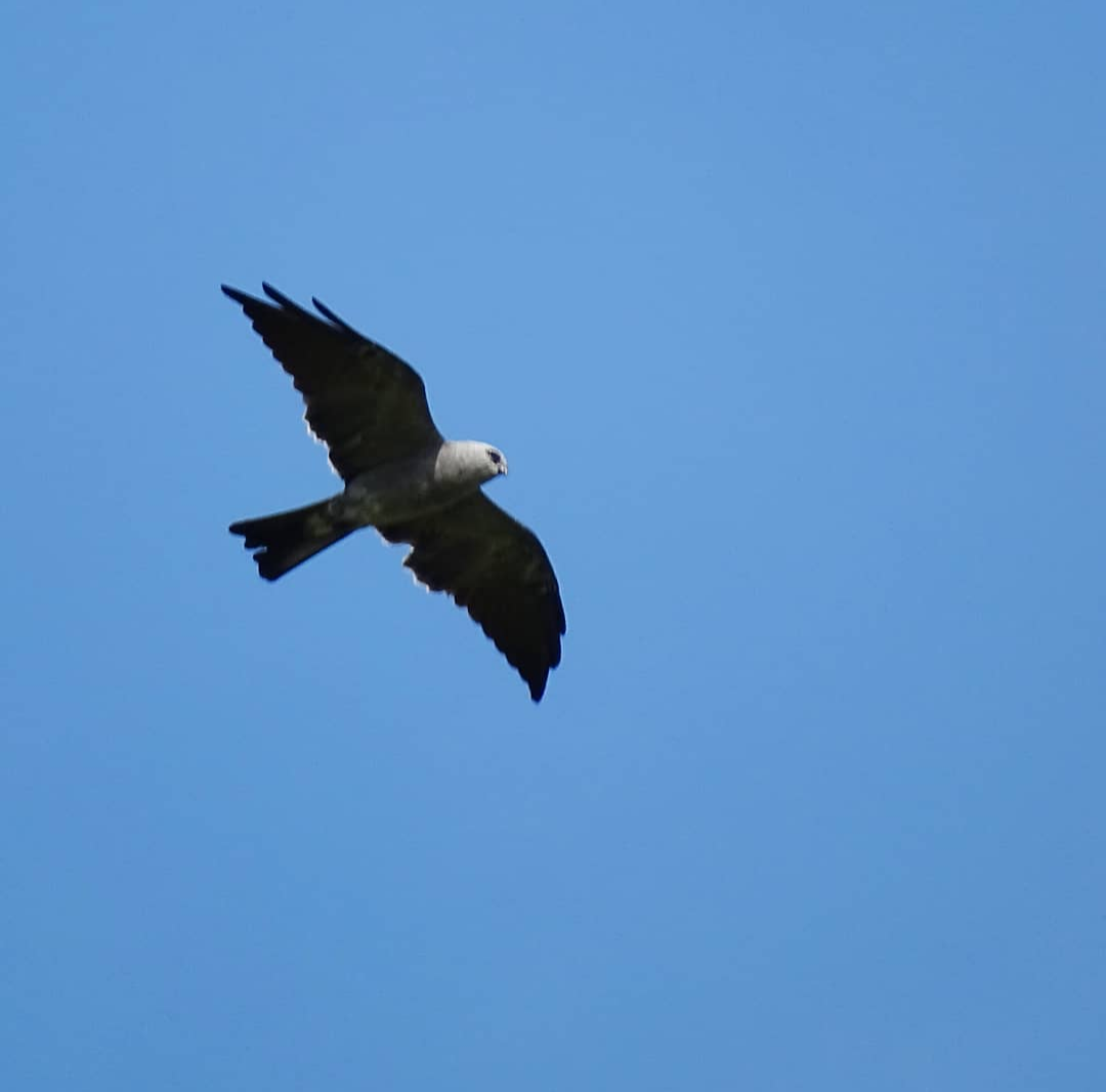 Mississippi Kite - Mauro Aquino