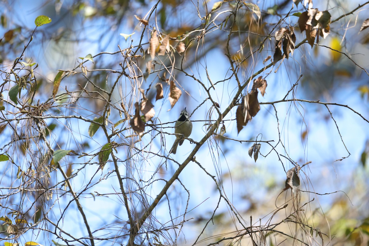 Bridled Titmouse - ML614159529