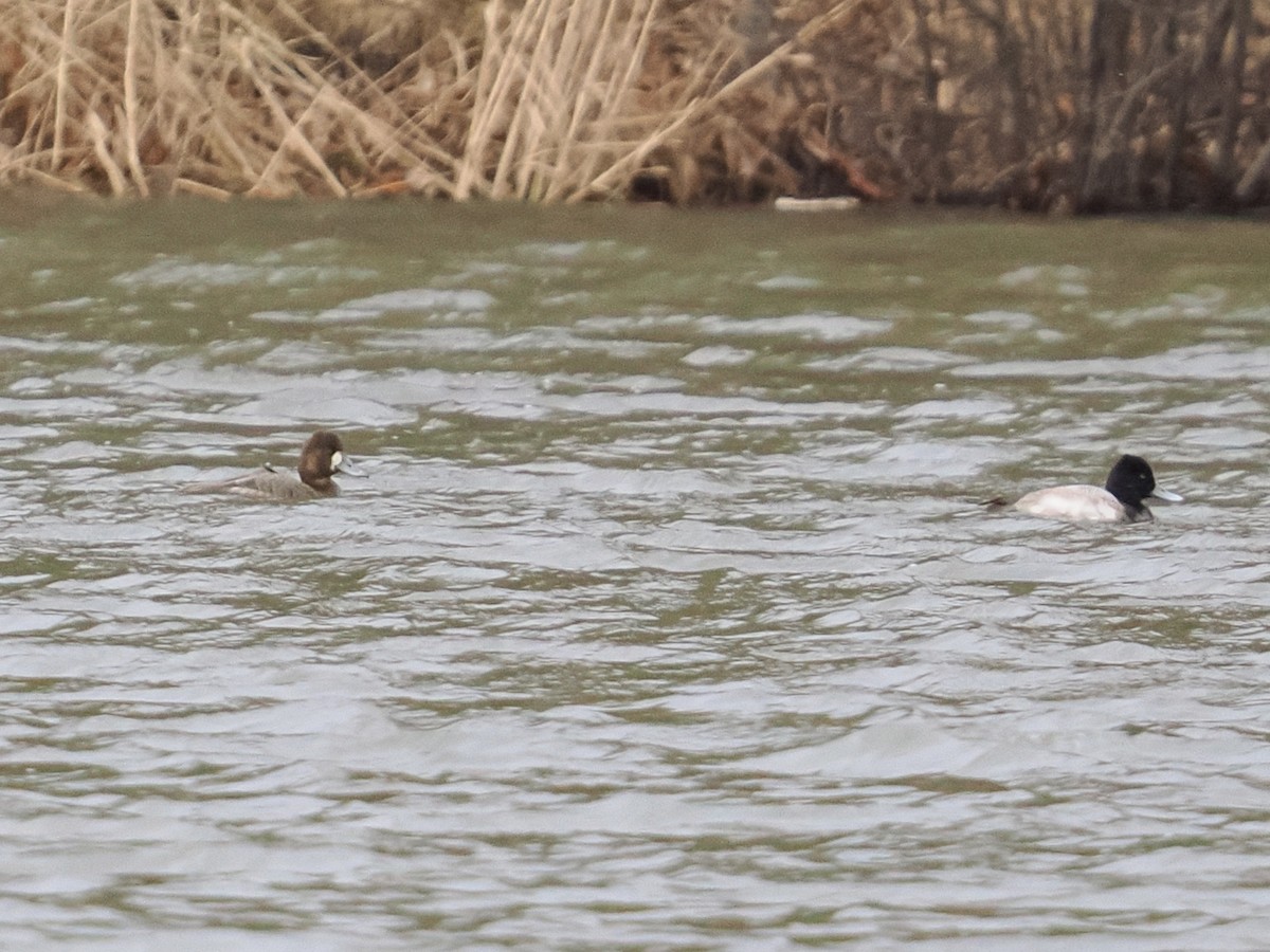 Lesser Scaup - ML614159620