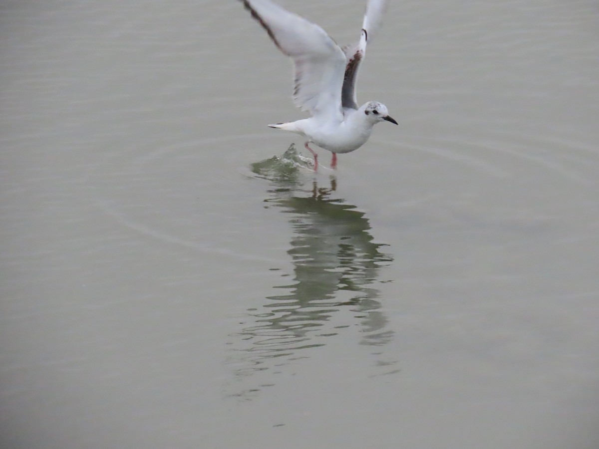 Bonaparte's Gull - ML614159621