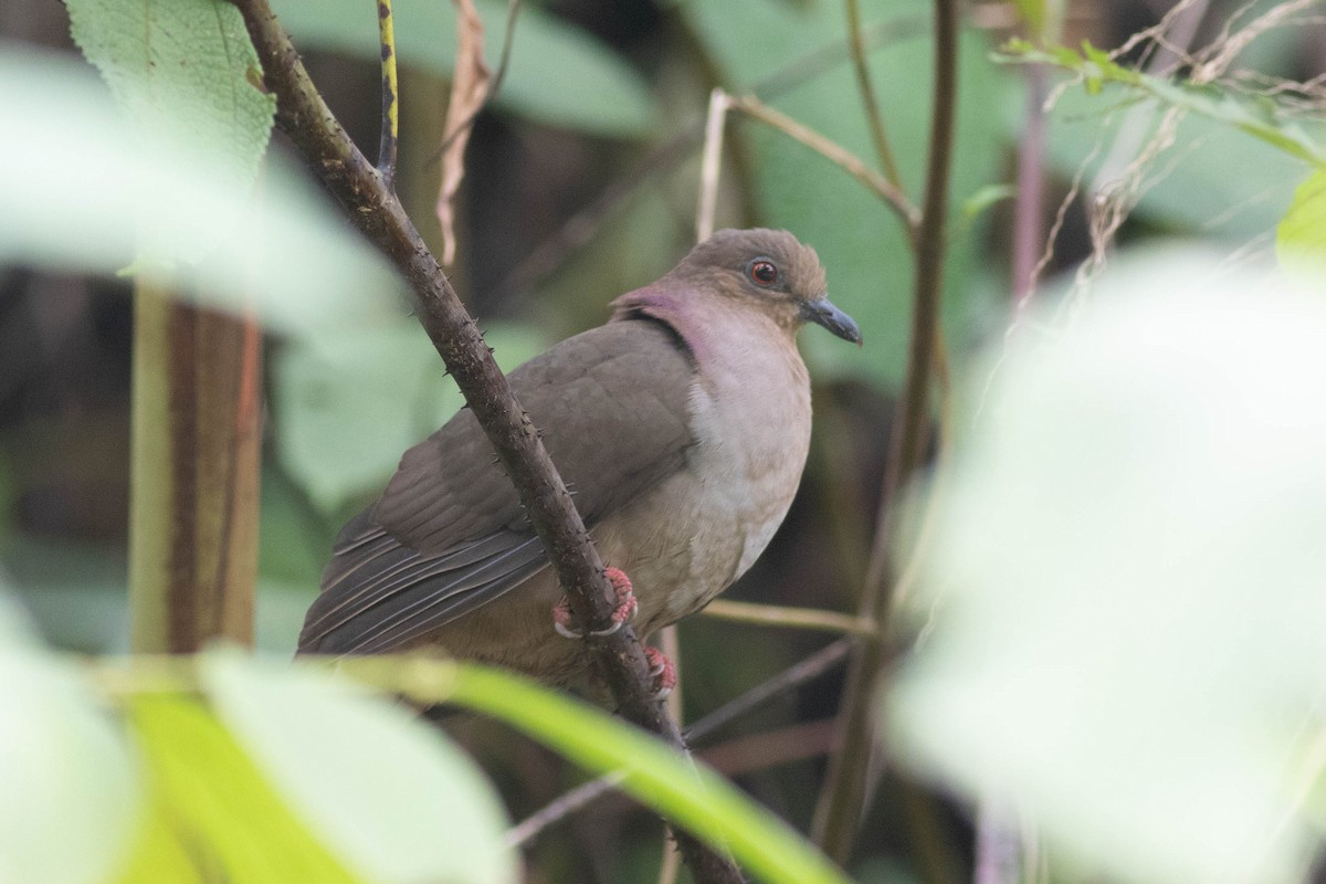 Mindanao Brown-Dove - ML614159713