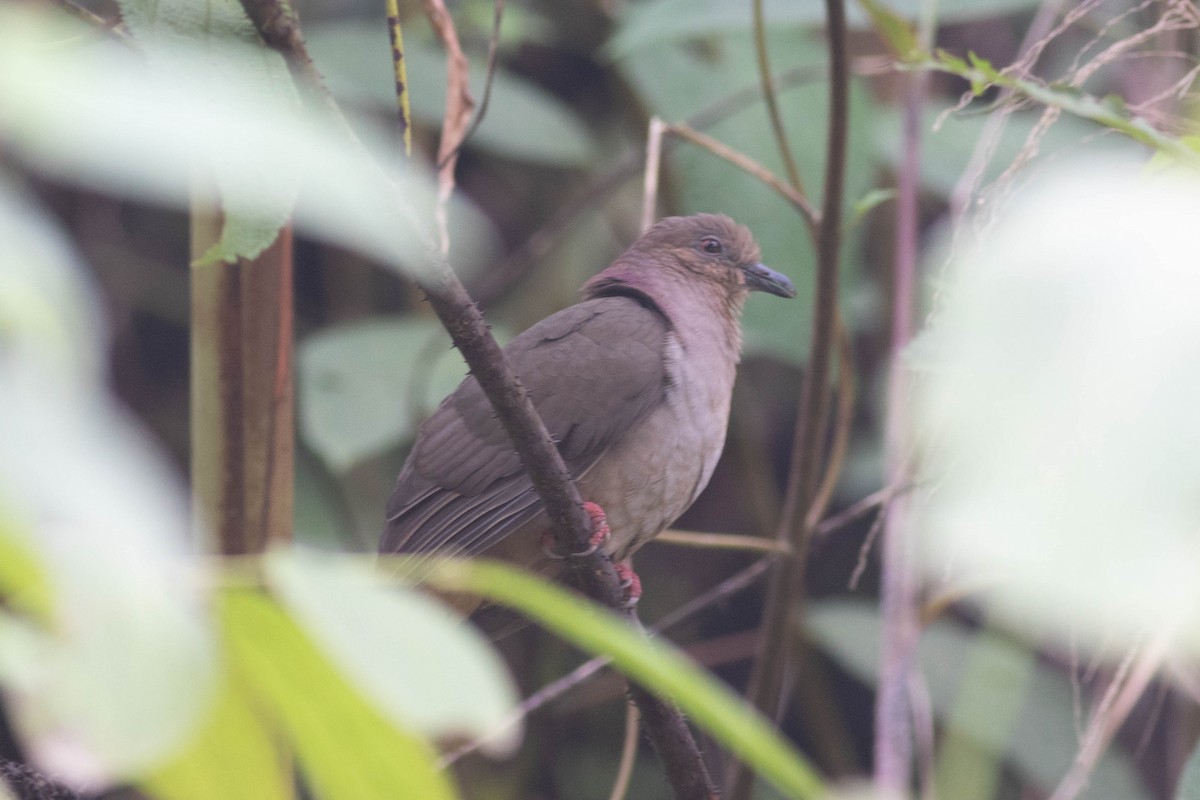 Mindanao Brown-Dove - ML614159715