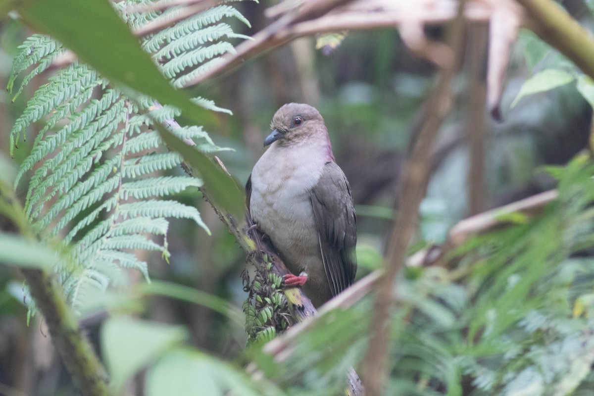 Mindanao Brown-Dove - ML614159716