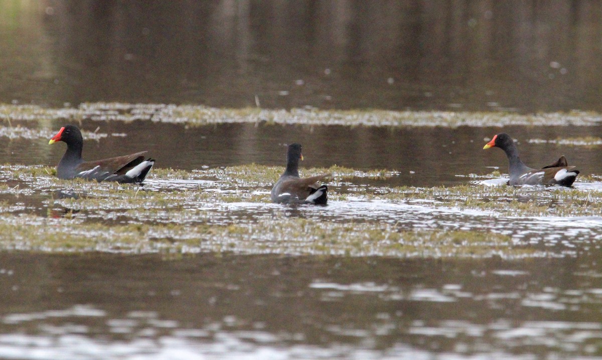 Common Gallinule - Jeffrey McCrary