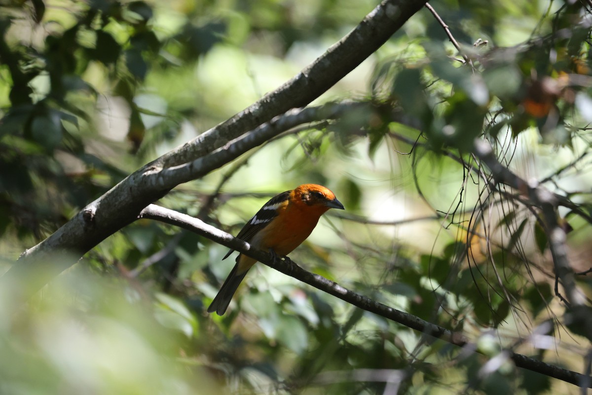 Flame-colored Tanager - ML614159742