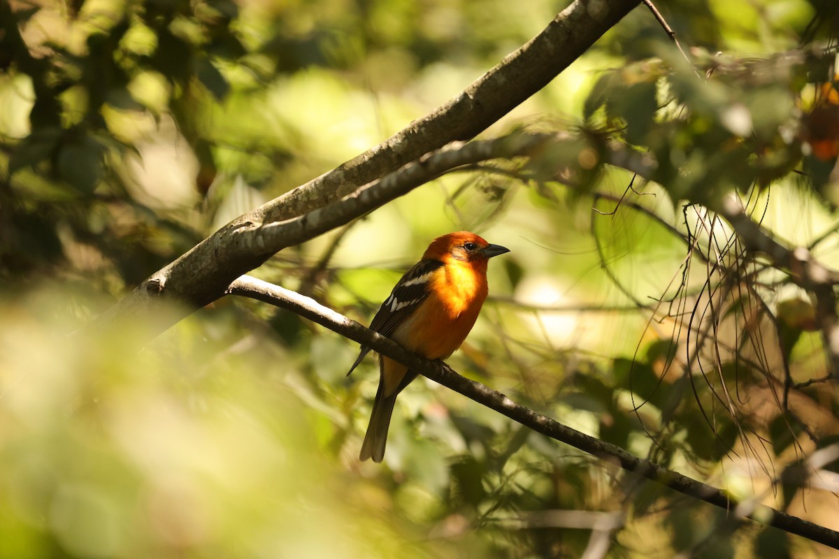Flame-colored Tanager - ML614159757