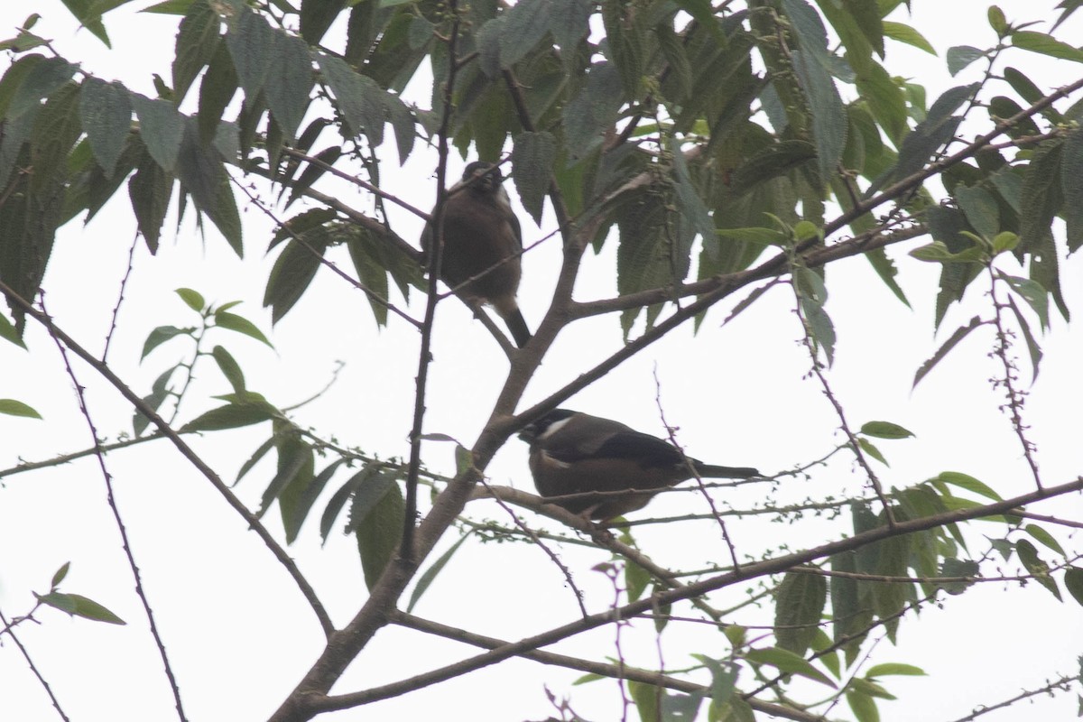 White-cheeked Bullfinch - Andrew Marden