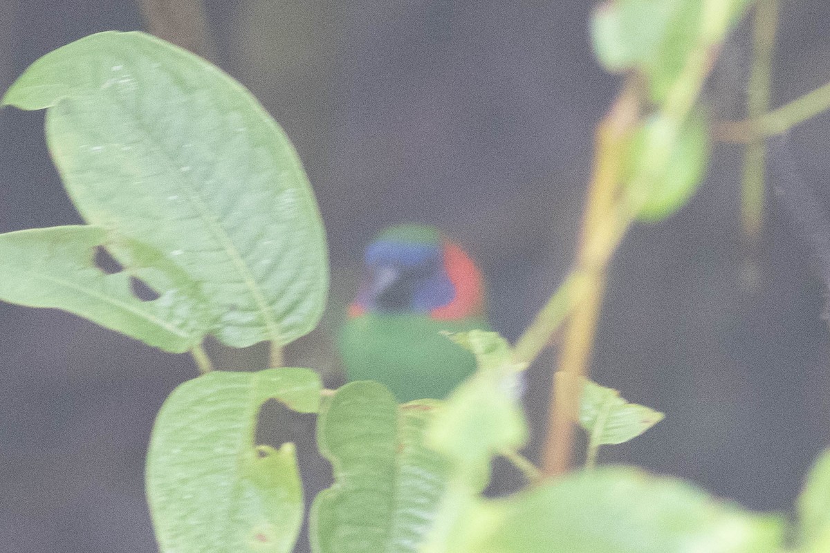 Red-eared Parrotfinch - Andrew Marden
