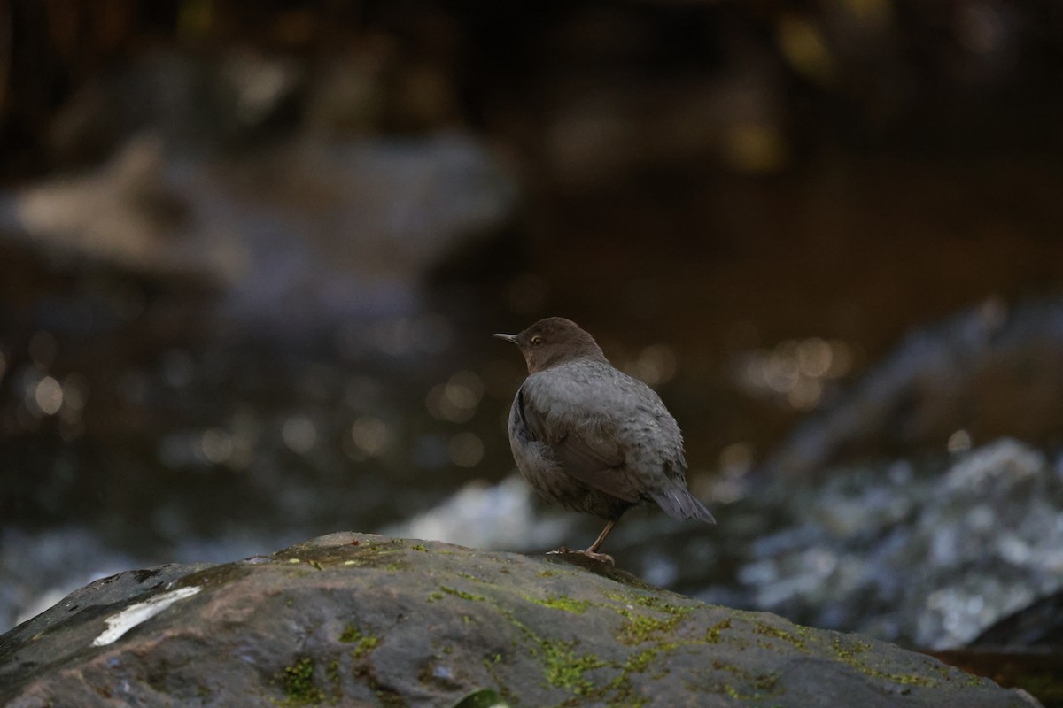 American Dipper - ML614159847