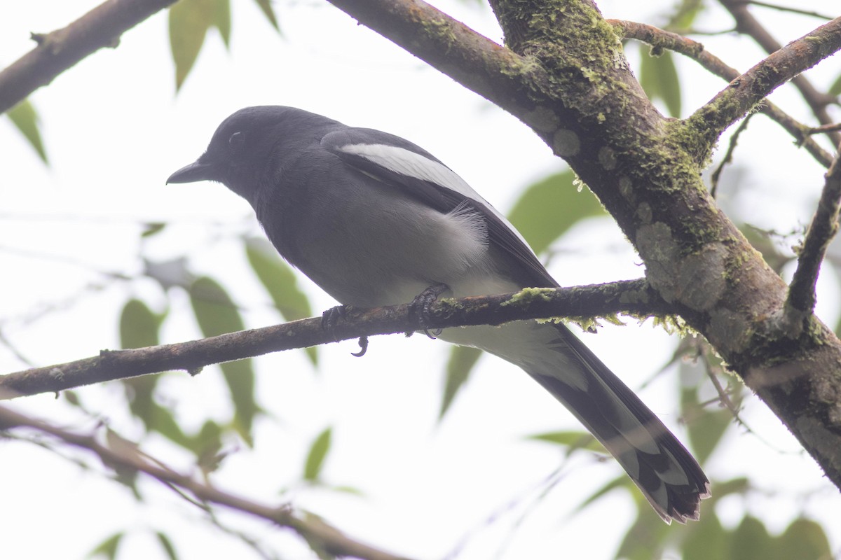 McGregor's Cuckooshrike - Andrew Marden