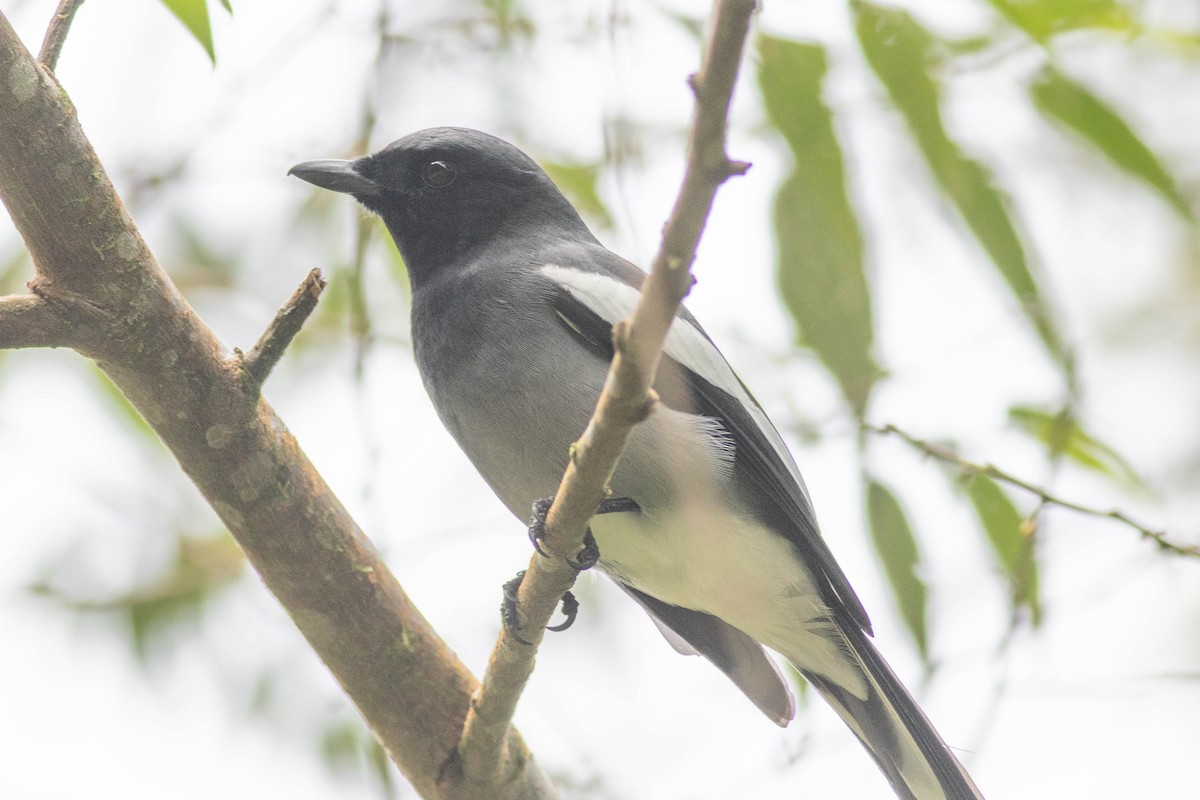 McGregor's Cuckooshrike - ML614159851