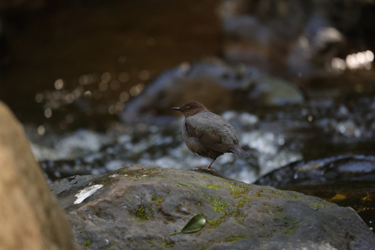 American Dipper - ML614159867