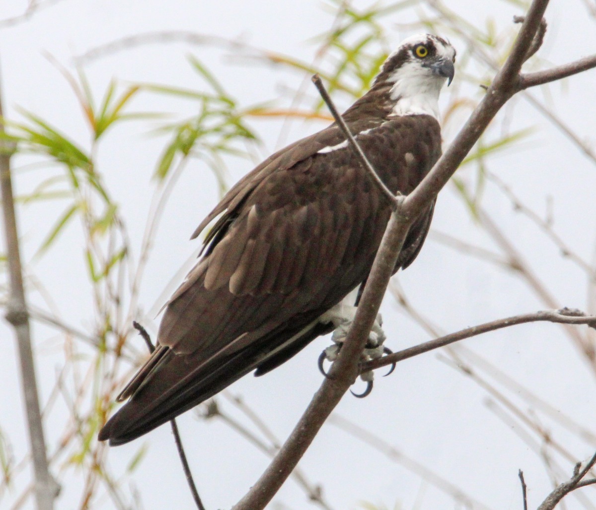 Águila Pescadora - ML614159877