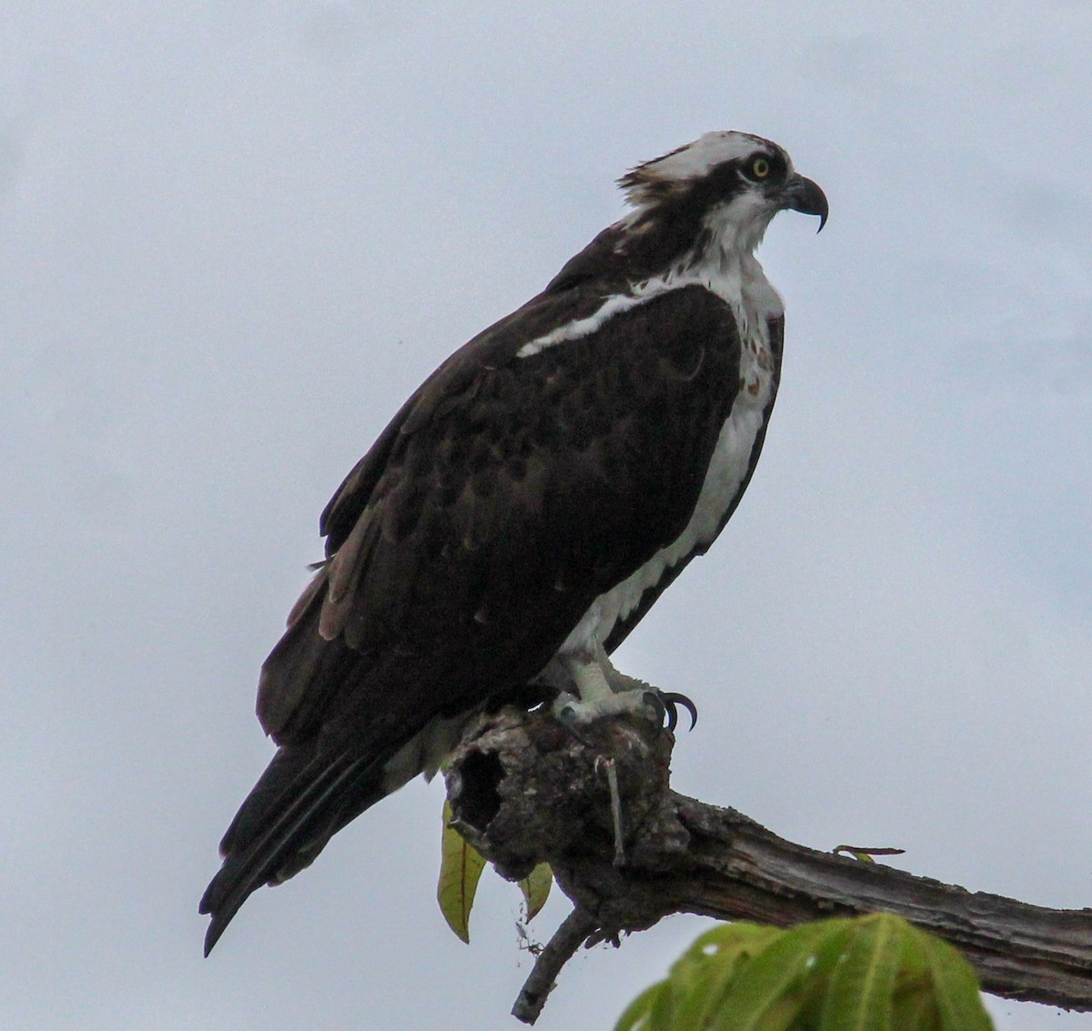 Osprey - ML614159878