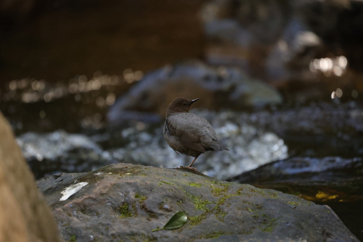 American Dipper - ML614159889