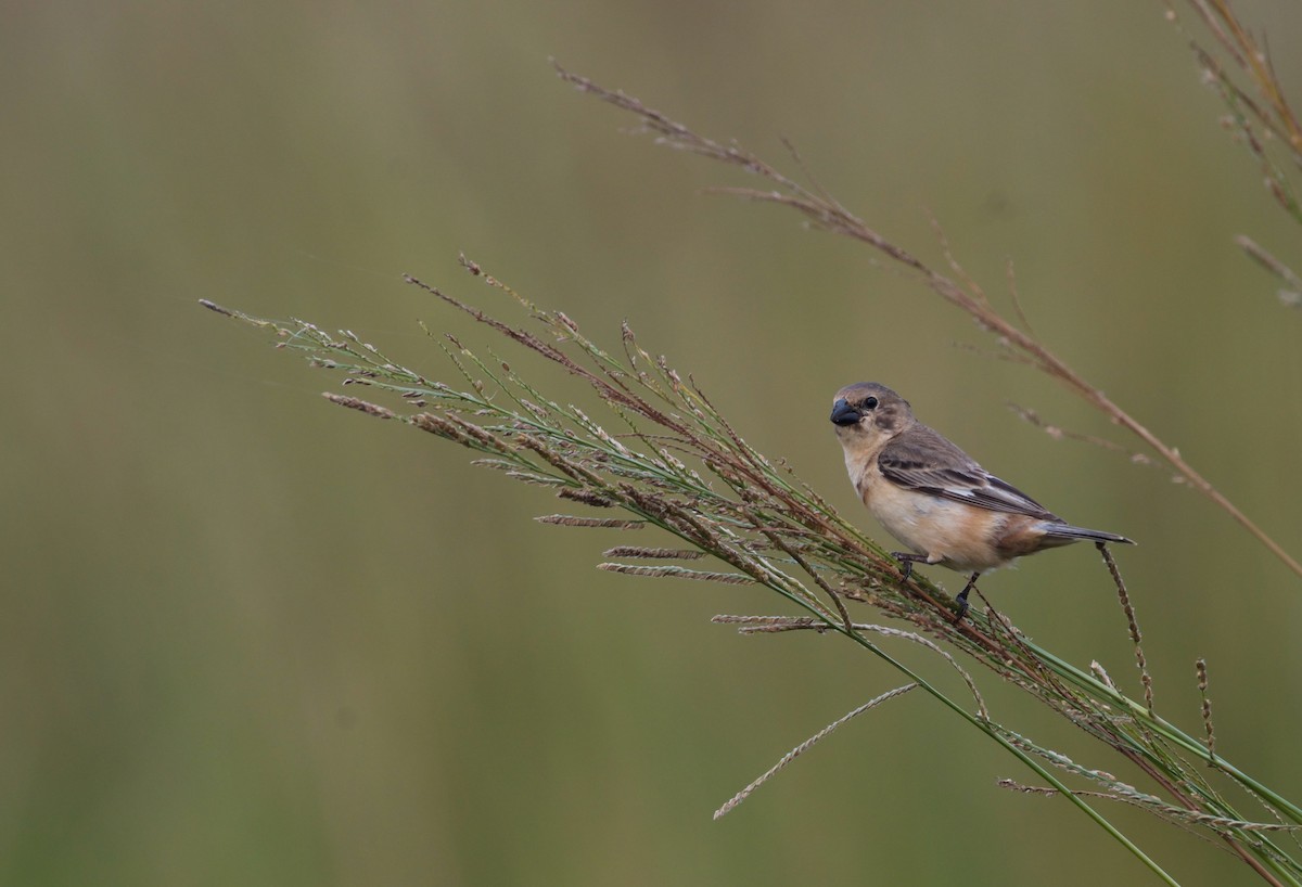 Ibera Seedeater - ML614160041