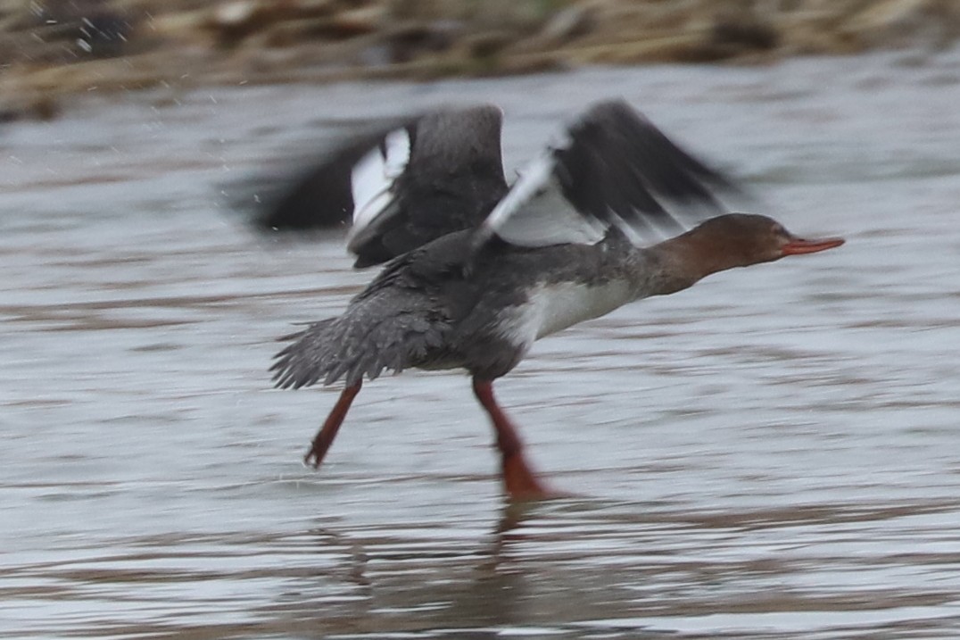 Red-breasted Merganser - Jim Bowman