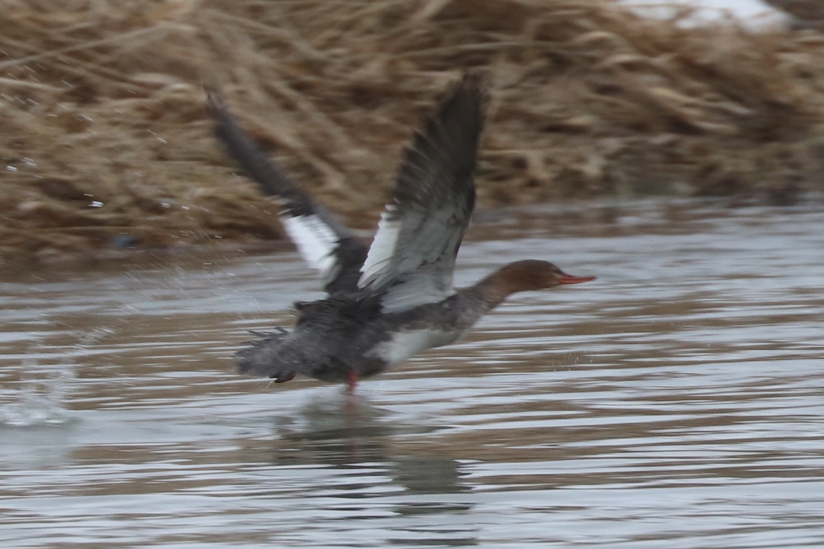 Red-breasted Merganser - Jim Bowman