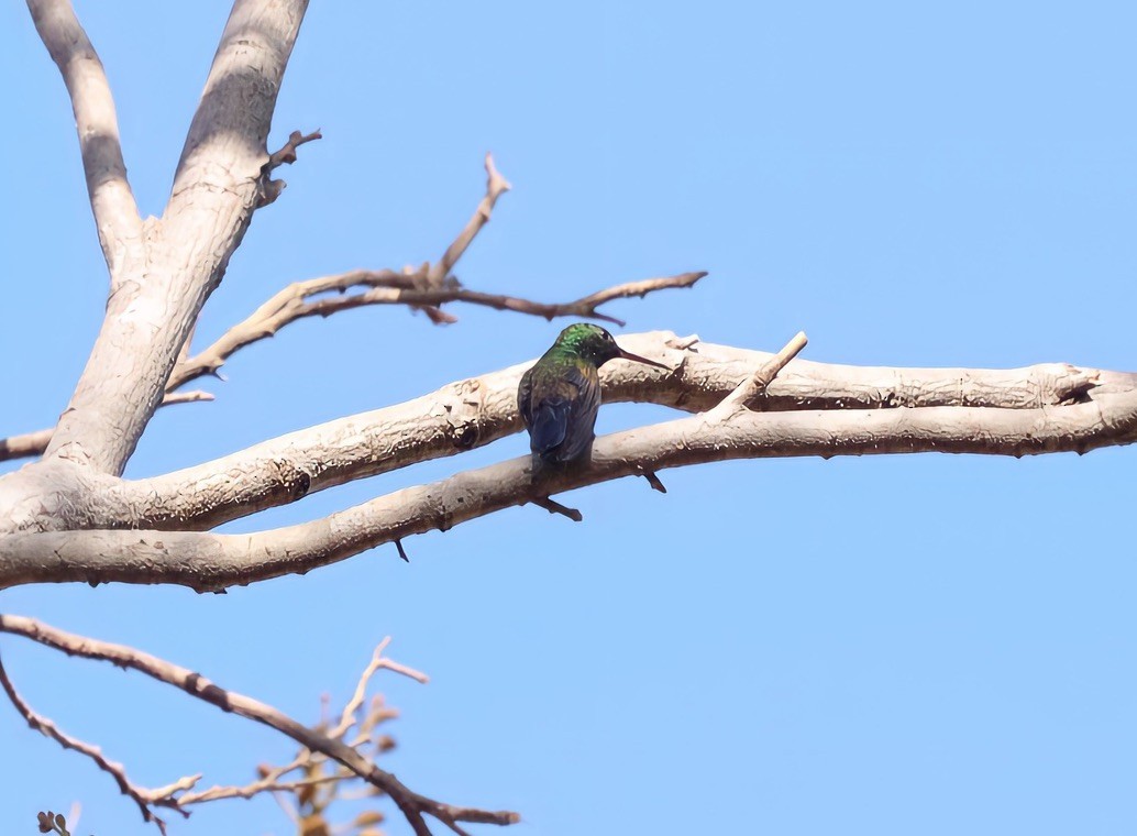 Blue-vented Hummingbird - ML614160091