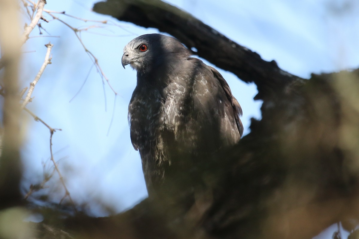 Crane Hawk - ML614160208