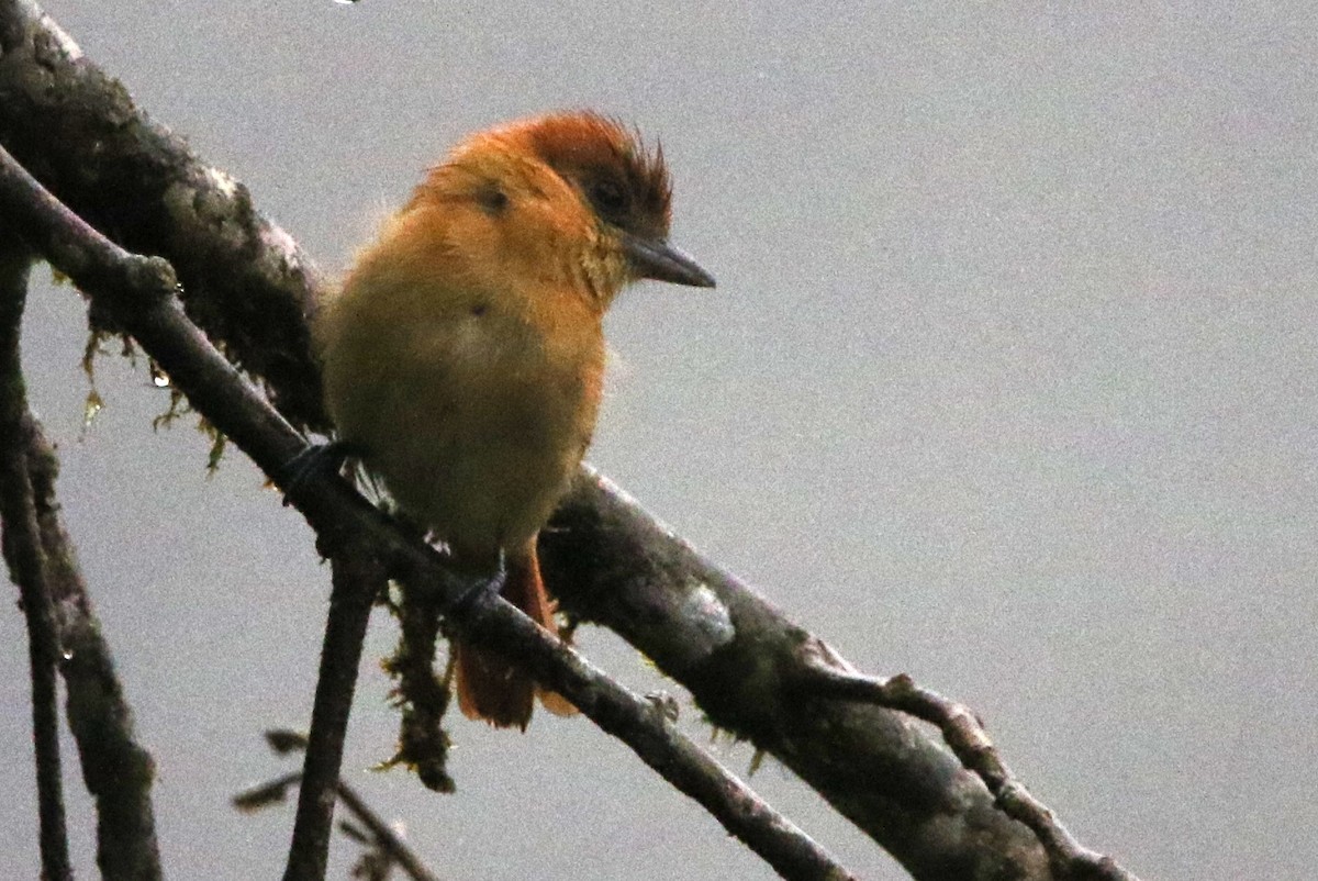 Угольный бекард - ML614160271