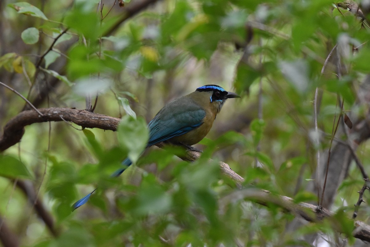 Diademmotmot - ML614160349