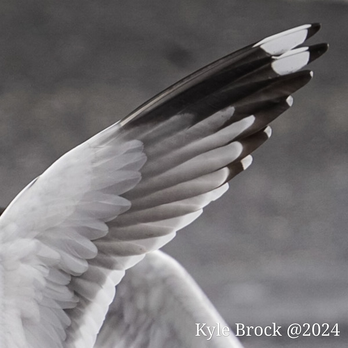 Common Gull (Kamchatka) - ML614160351