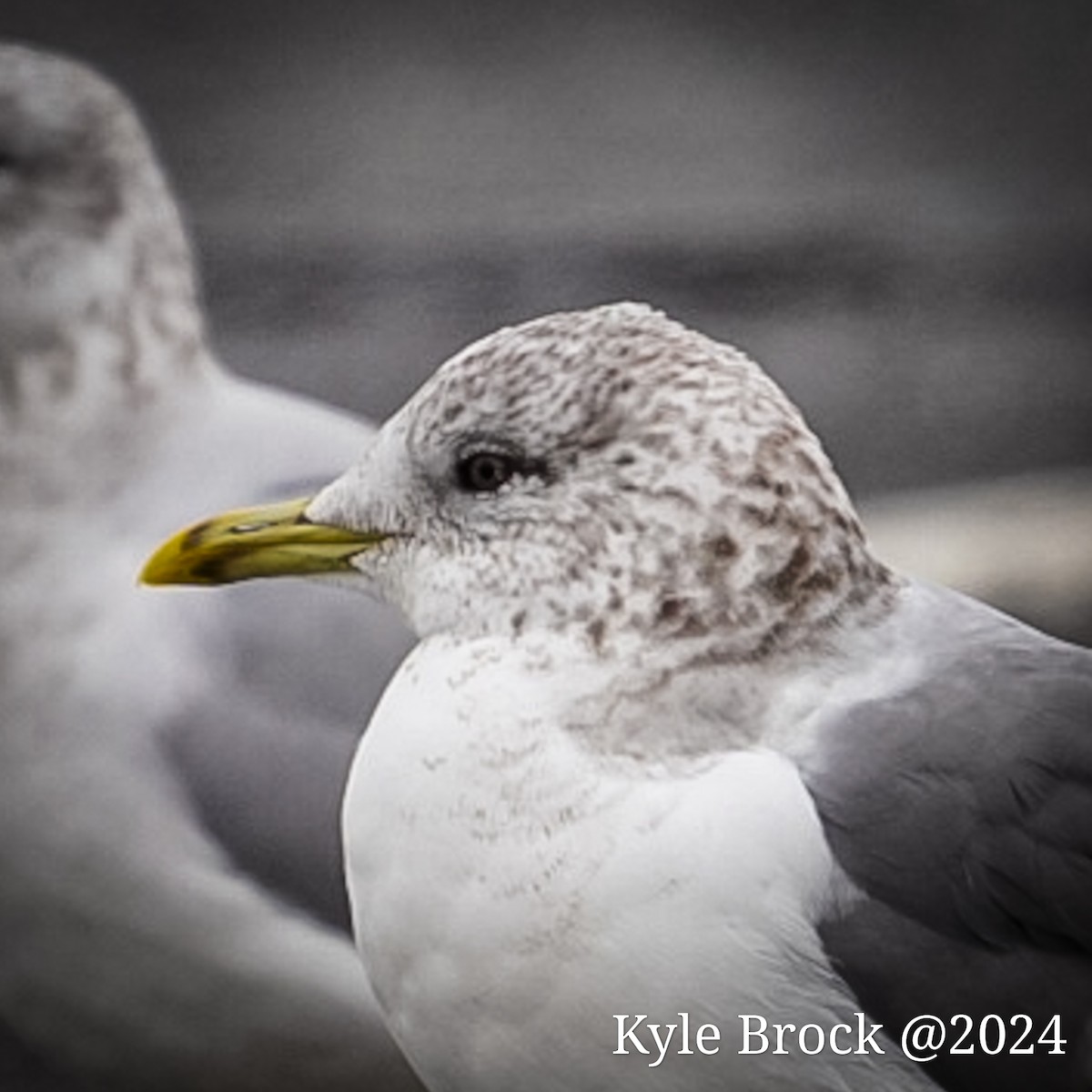 Common Gull (Kamchatka) - ML614160352