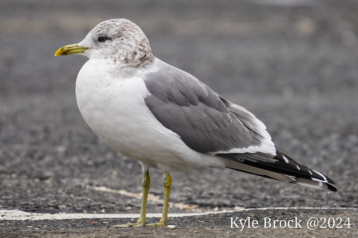 Common Gull (Kamchatka) - ML614160353