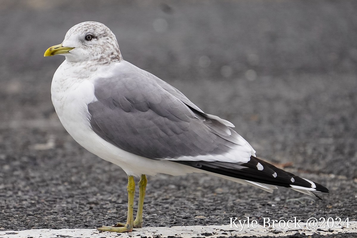 Common Gull (Kamchatka) - ML614160355