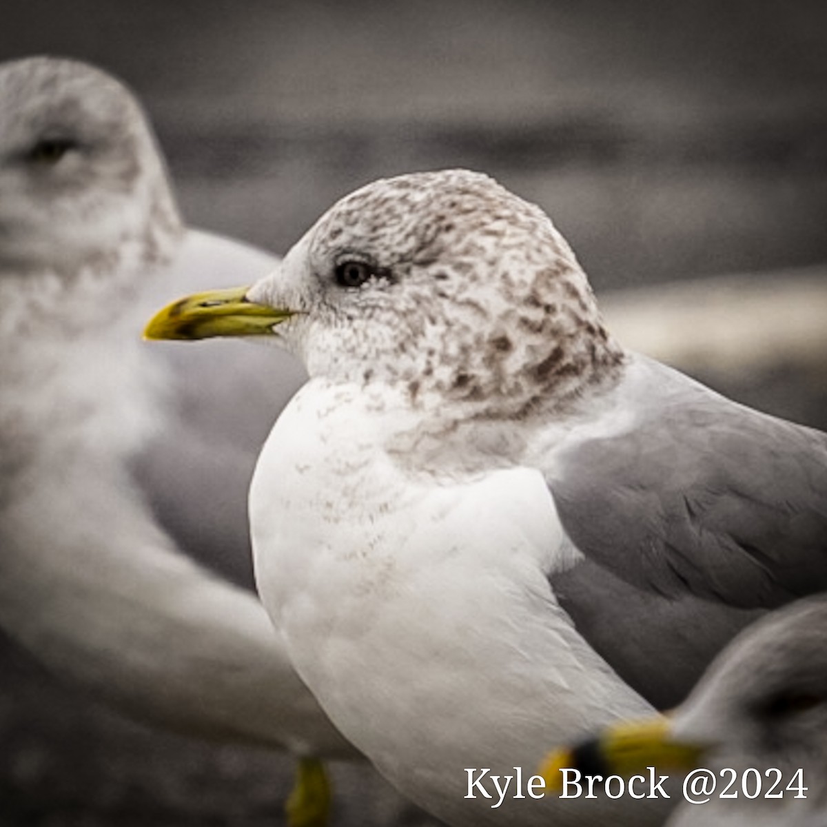 Common Gull (Kamchatka) - ML614160357