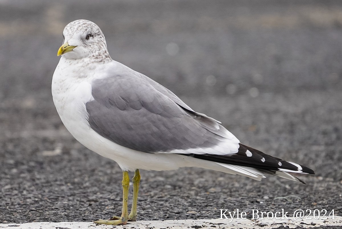 Common Gull (Kamchatka) - ML614160358