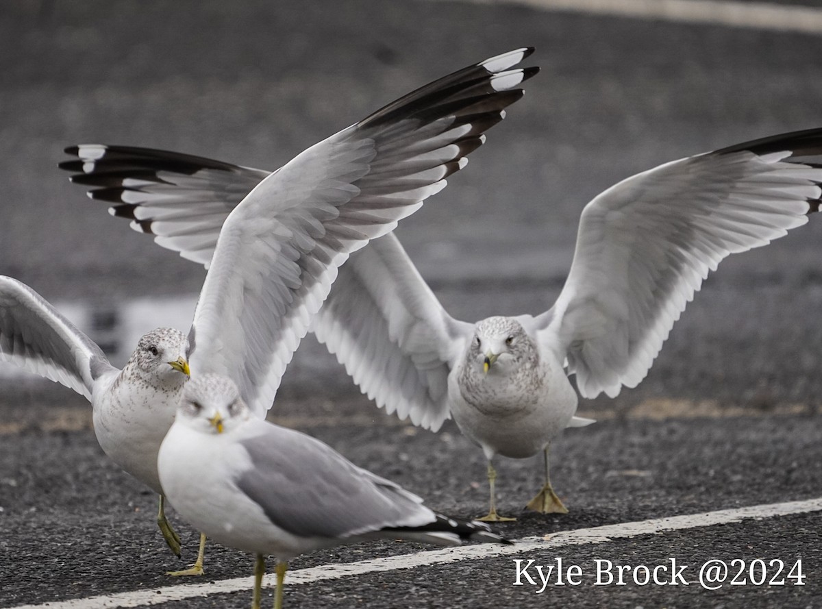 Common Gull (Kamchatka) - ML614160359