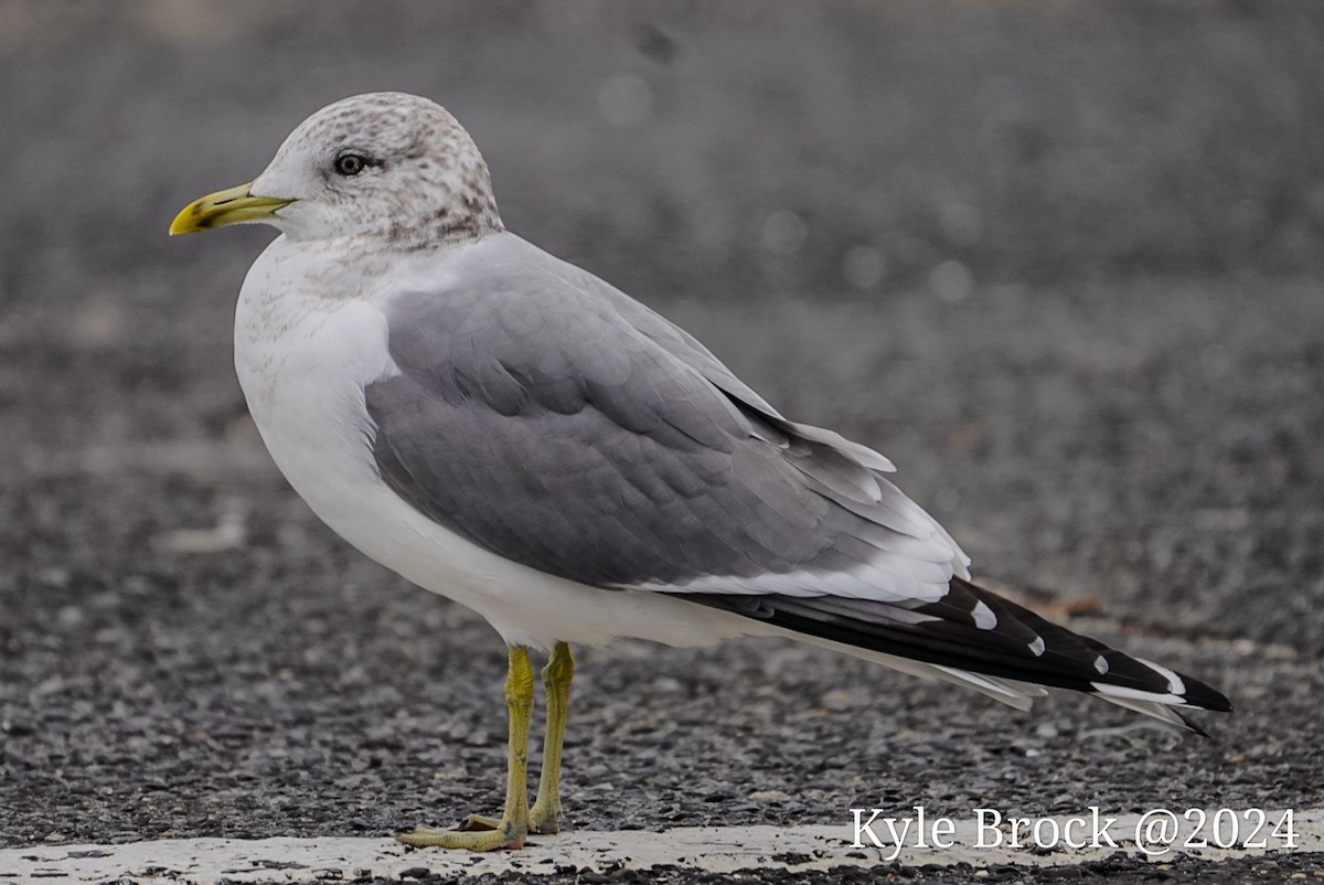Common Gull (Kamchatka) - Kyle Brock
