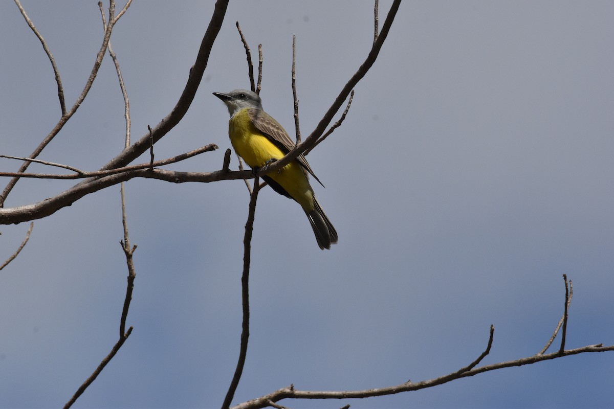 Couch's Kingbird - Donald Alexander