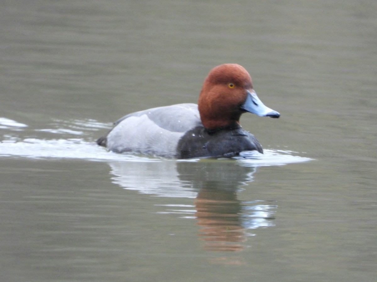 Redhead - ML614160401