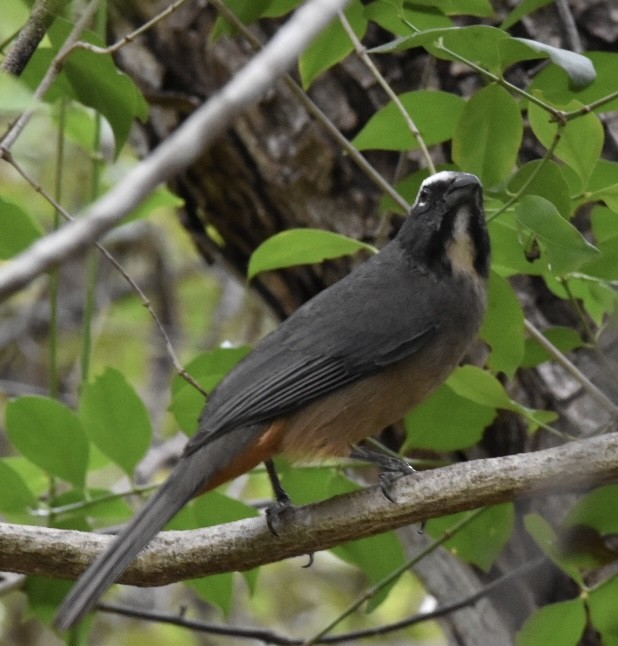 Cinnamon-bellied Saltator - Donald Alexander