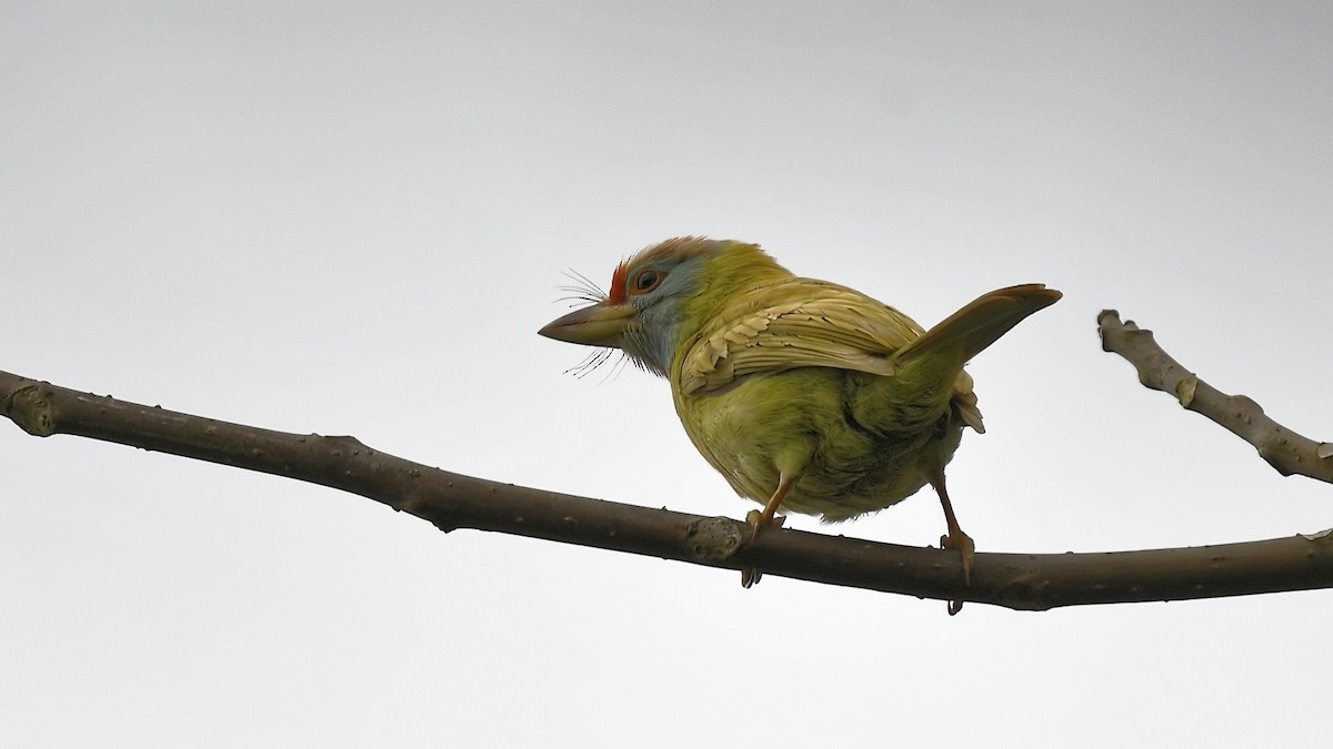 Blue-throated Barbet - ML614160432