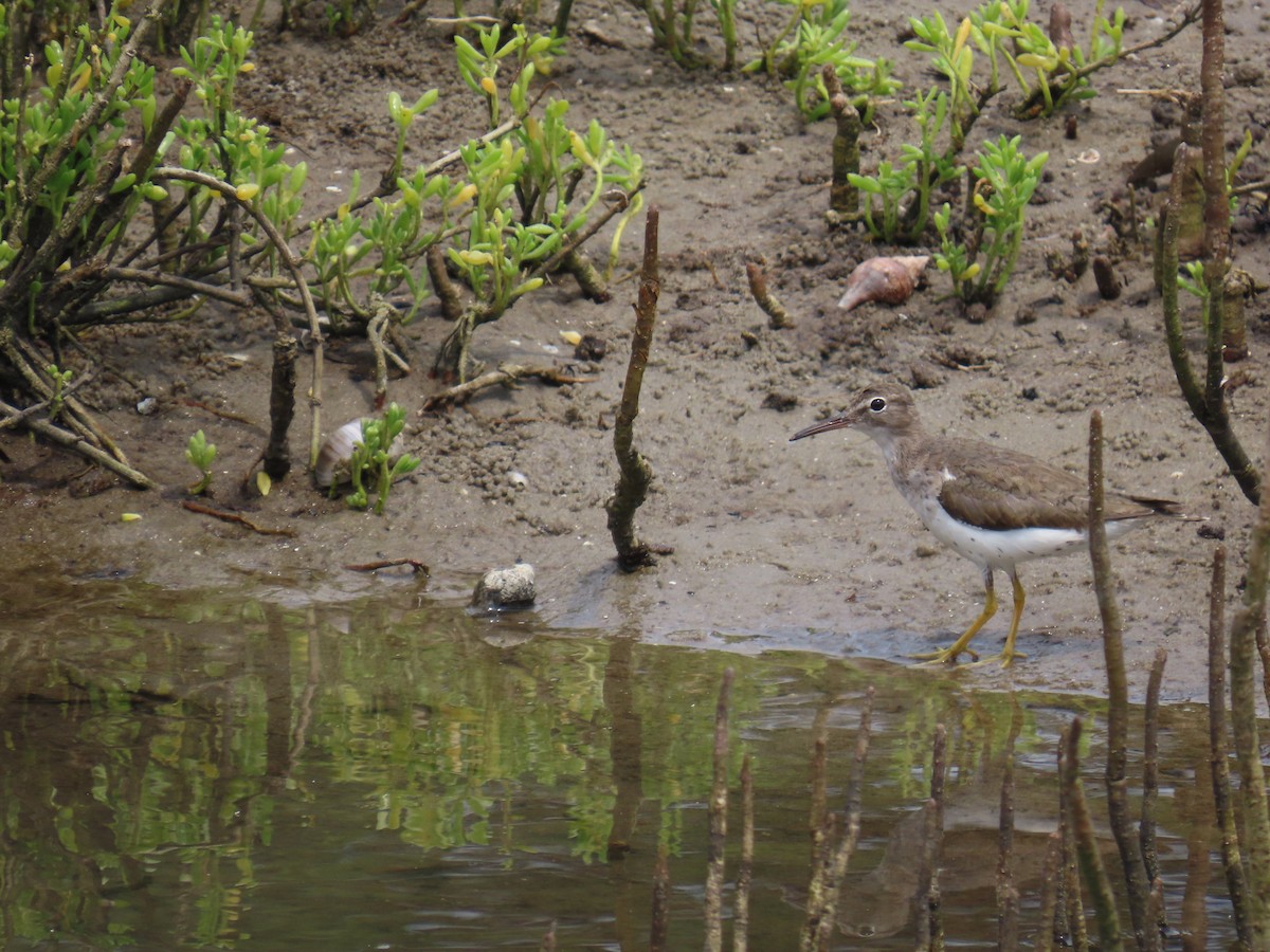 Spotted Sandpiper - ML614160462