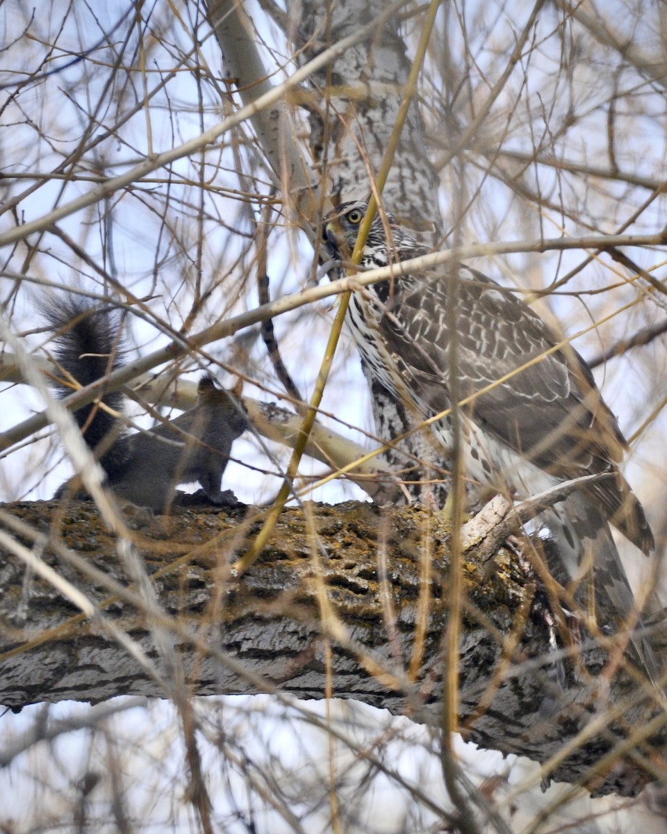 Accipiter sp. - C. Henley