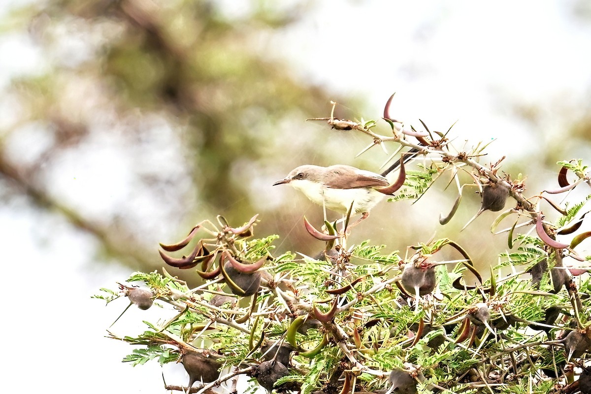 Apalis de Karamoja - ML614160594