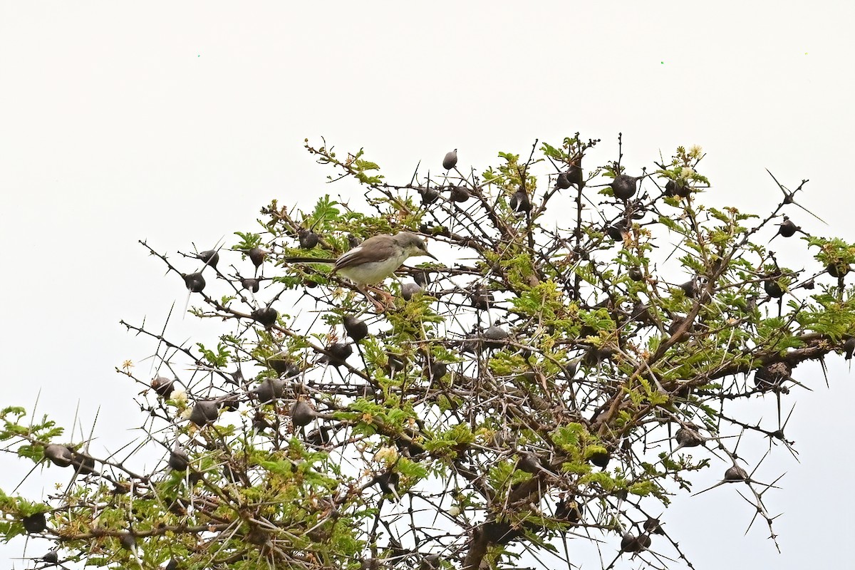 Karamoja Apalis - Eileen Gibney