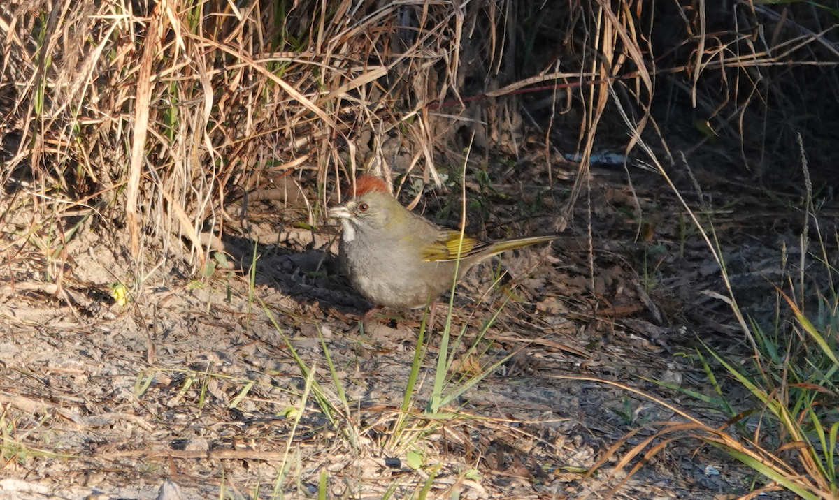 Green-tailed Towhee - ML614160665