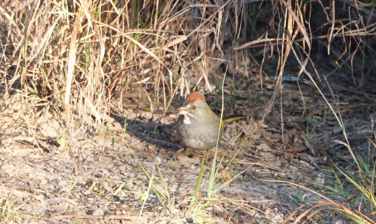 Green-tailed Towhee - ML614160666