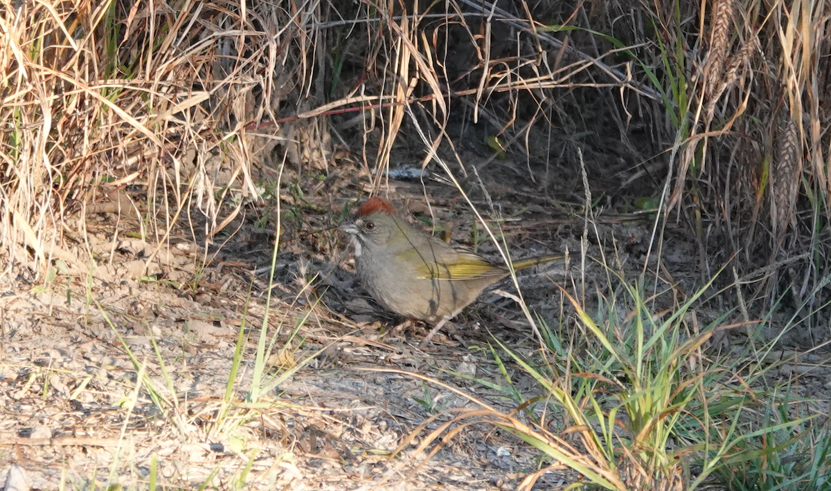 Green-tailed Towhee - ML614160667