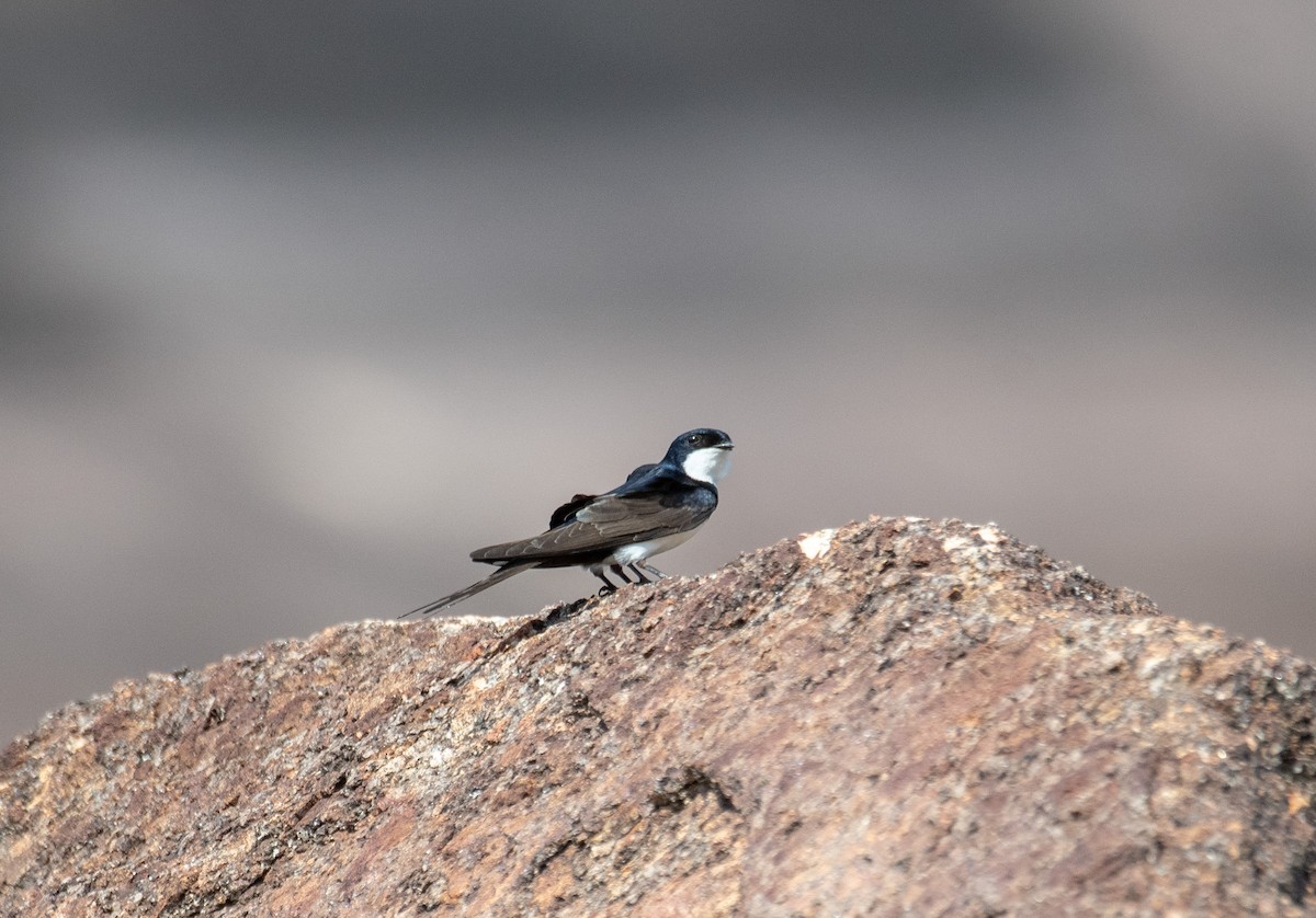 Black-collared Swallow - ML614160668