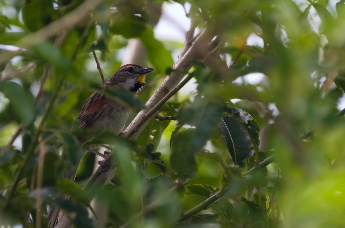 Chotoy Spinetail - ML614160783